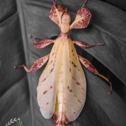 Vente d'œufs de phyllium letiranti #0