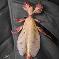 Vente d'œufs de phyllium letiranti