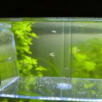 Vend pour 1 euros les deux guppys juvénile