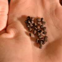 Vente d'oeufs de cryptophyllium sp. #1