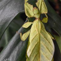 Vente d'oeufs de cryptophyllium sp.