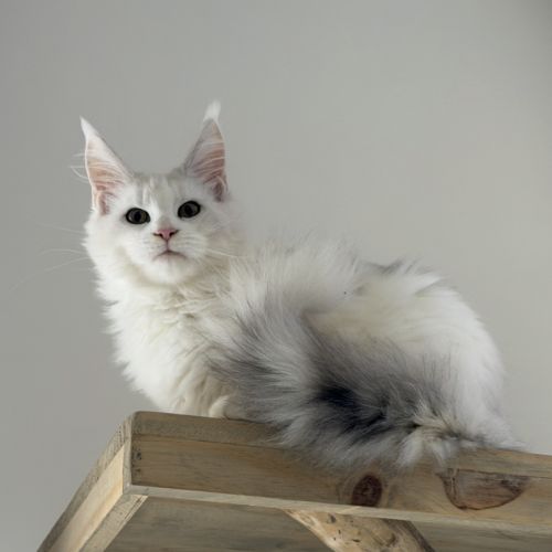 Femelle shaded effet merle l