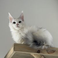 Femelle shaded effet merle l