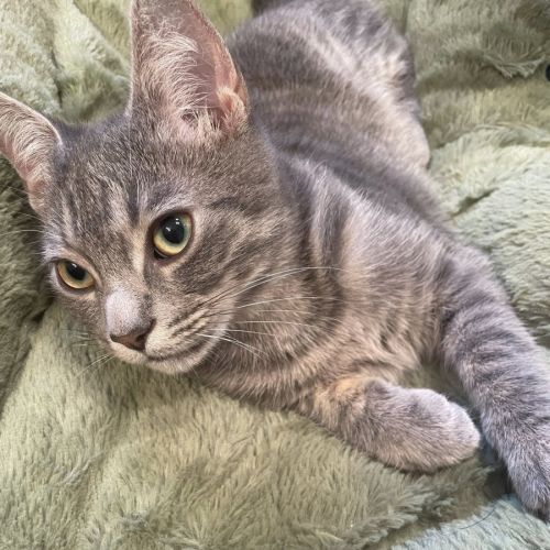 Subway, adorable chaton à l'adoption