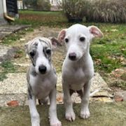 Chiots lévriers whippets lof #3