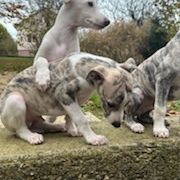 Chiots lévriers whippets lof #4