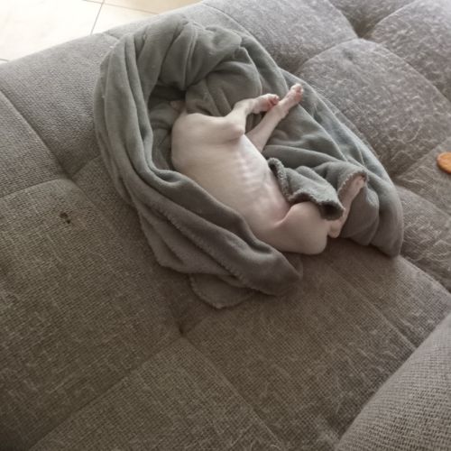 Chiots lévriers whippets lof #6