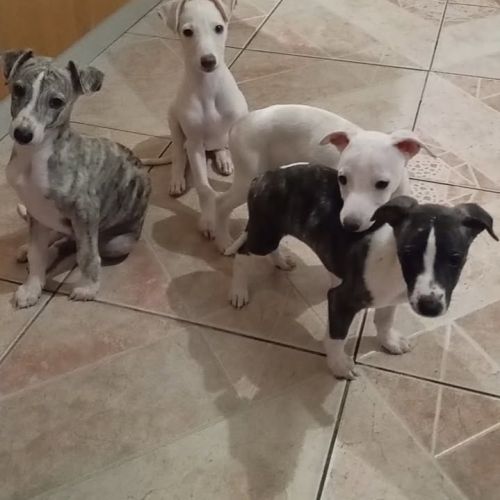 Chiots lévriers whippets lof