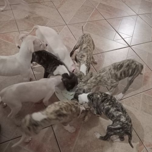 Chiots lévriers whippets lof #9