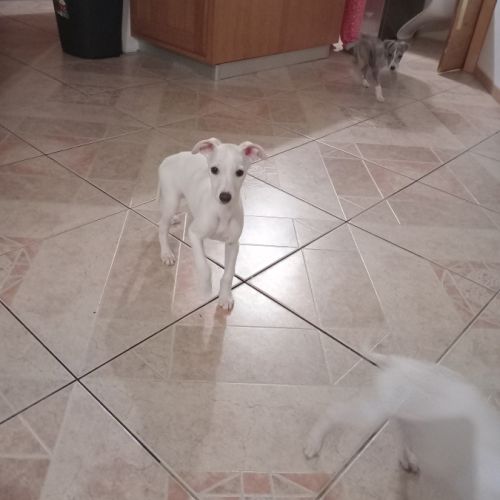 Chiots lévriers whippets lof #10