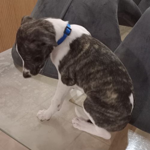 Chiots lévriers whippets lof #1