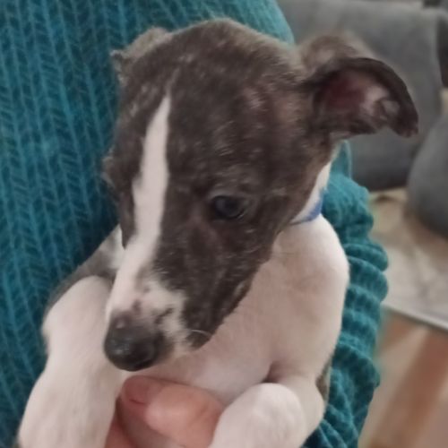 Chiots lévriers whippets lof #2