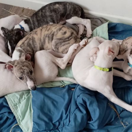 Chiots lévriers whippets lof #0