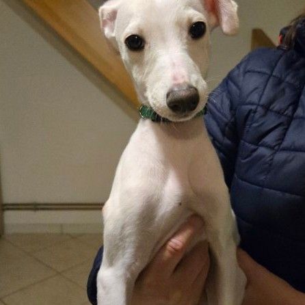 Chiots lévriers whippets lof #5