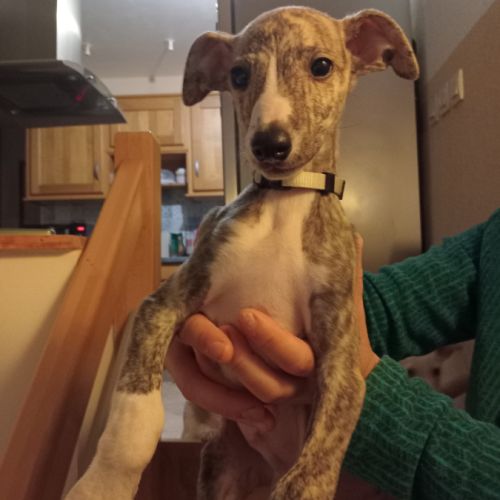 Chiots lévriers whippets lof #6