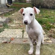 Chiots lévriers whippets lof #1