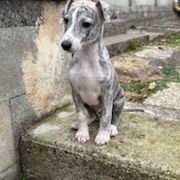 Chiots lévriers whippets lof #2