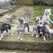 Chiots lévriers whippets lof #5