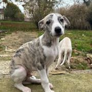 Chiots lévriers whippets lof #7