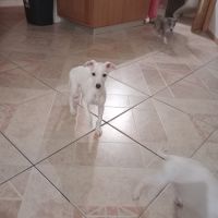 Chiots lévriers whippets lof #10