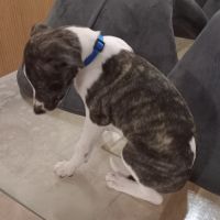 Chiots lévriers whippets lof #1