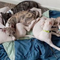 Chiots lévriers whippets lof