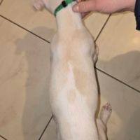 Chiots lévriers whippets lof #4