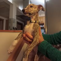 Chiots lévriers whippets lof #7