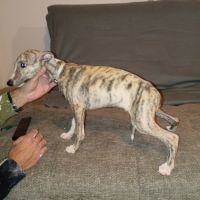 Chiots lévriers whippets lof #8