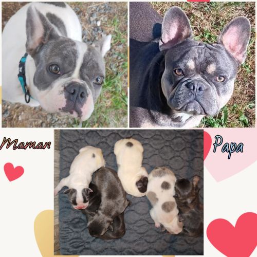 Magnifique bouledogue français bleu, caille bleu #1