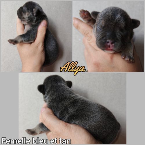 Magnifique bouledogue français bleu, caille bleu #6