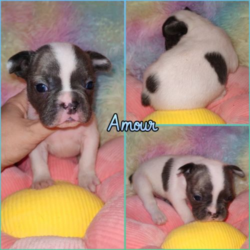 Magnifique bouledogue français bleu, caille bleu