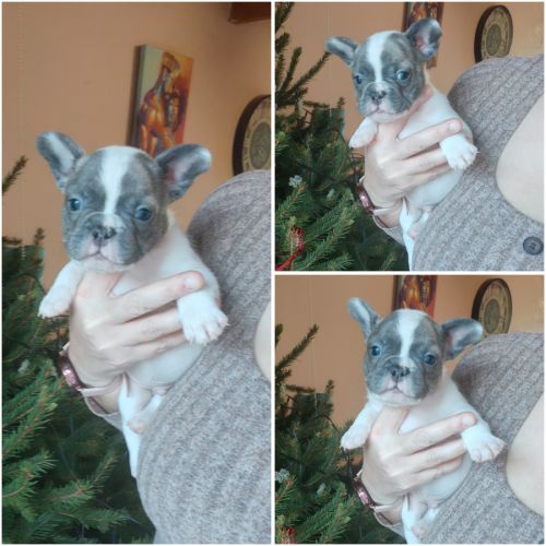 Magnifique bouledogue français bleu, caille bleu #2