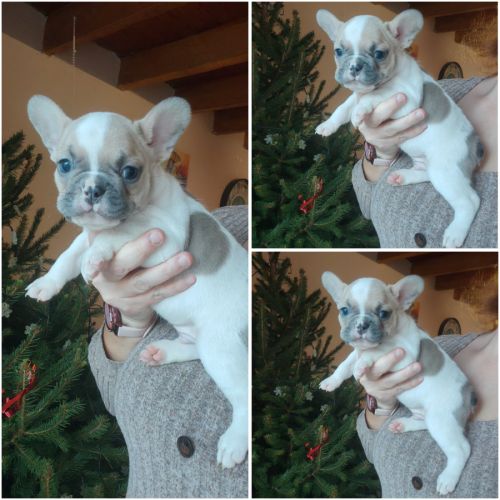 Magnifique bouledogue français bleu, caille bleu