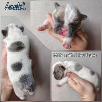 Magnifique bouledogue français bleu, caille bleu #2