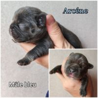 Magnifique bouledogue français bleu, caille bleu #0