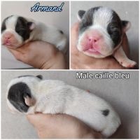 Magnifique bouledogue français bleu, caille bleu #4