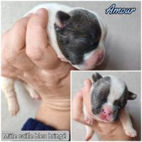 Magnifique bouledogue français bleu, caille bleu #5