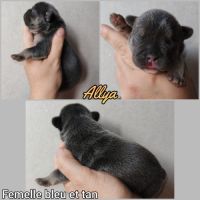 Magnifique bouledogue français bleu, caille bleu #6