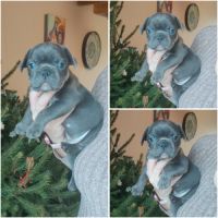 Magnifique bouledogue français bleu, caille bleu #1