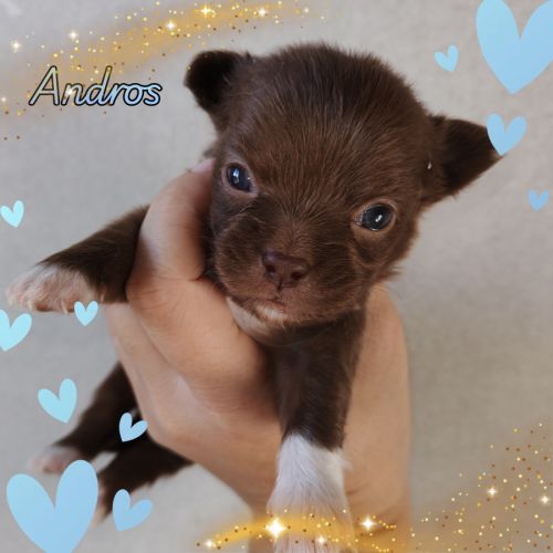 Magnifique chihuahua merle, chocolat, lavande #2