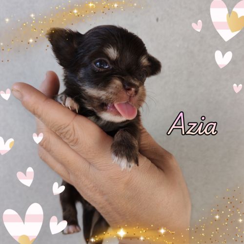 Magnifique chihuahua merle, chocolat, lavande #3