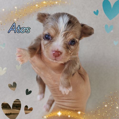 Magnifique chihuahua merle, chocolat, lavande #4