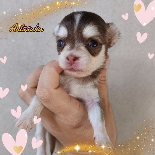 Magnifique chihuahua merle, chocolat, lavande #5