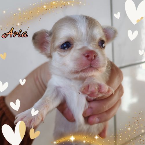 Magnifique chihuahua merle, chocolat, lavande #0