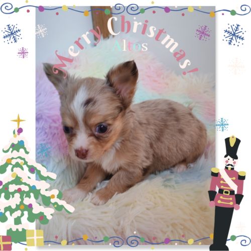 Magnifique chihuahua merle bleu et tan