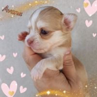Magnifique chihuahua merle, chocolat, lavande #1