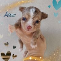 Magnifique chihuahua merle, chocolat, lavande #4