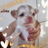 Magnifique chihuahua merle, chocolat, lavande