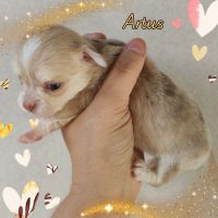 Magnifique chihuahua merle, chocolat, lavande #7